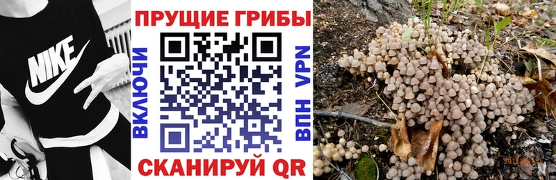 блэк спрут ссылка  Тайга  Псилоцибиновые грибы прущие грибы 